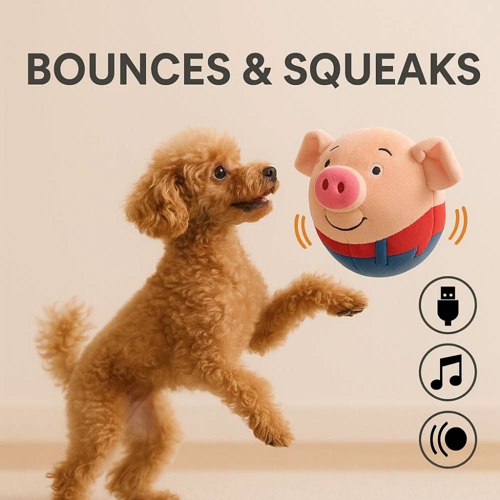 Small poodle excitedly playing with bouncing pig toy