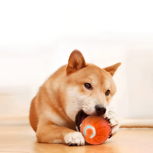 Puppy interacting with FluffyDen™ Smart Bouncing Ball Toy
