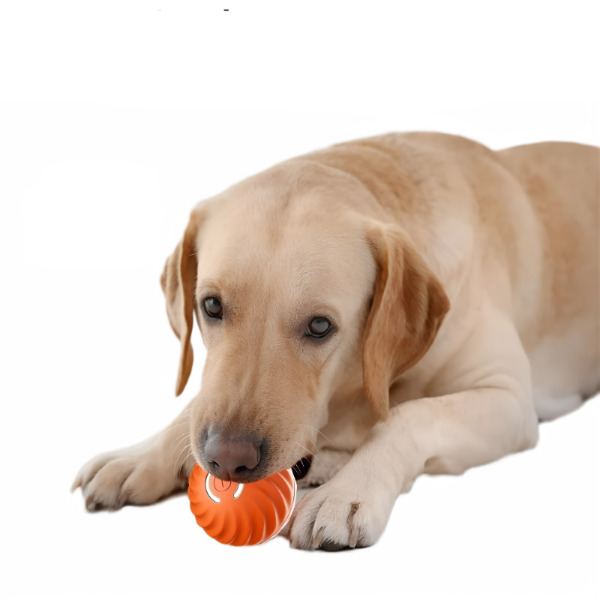 Labrador retriever playing with FluffyDen™ Smart Bouncing Ball Toy